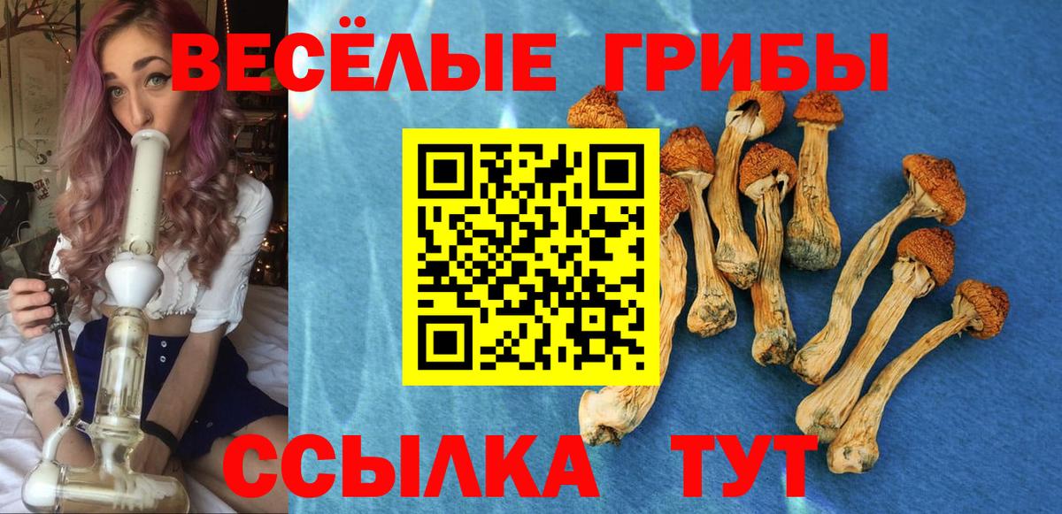 Псилоцибиновые грибы Psilocybe Похвистнево